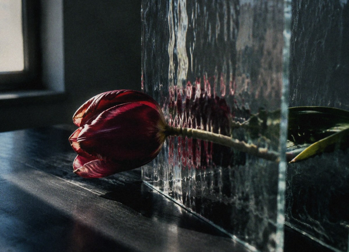 A red flower beside a textured wall in soft light